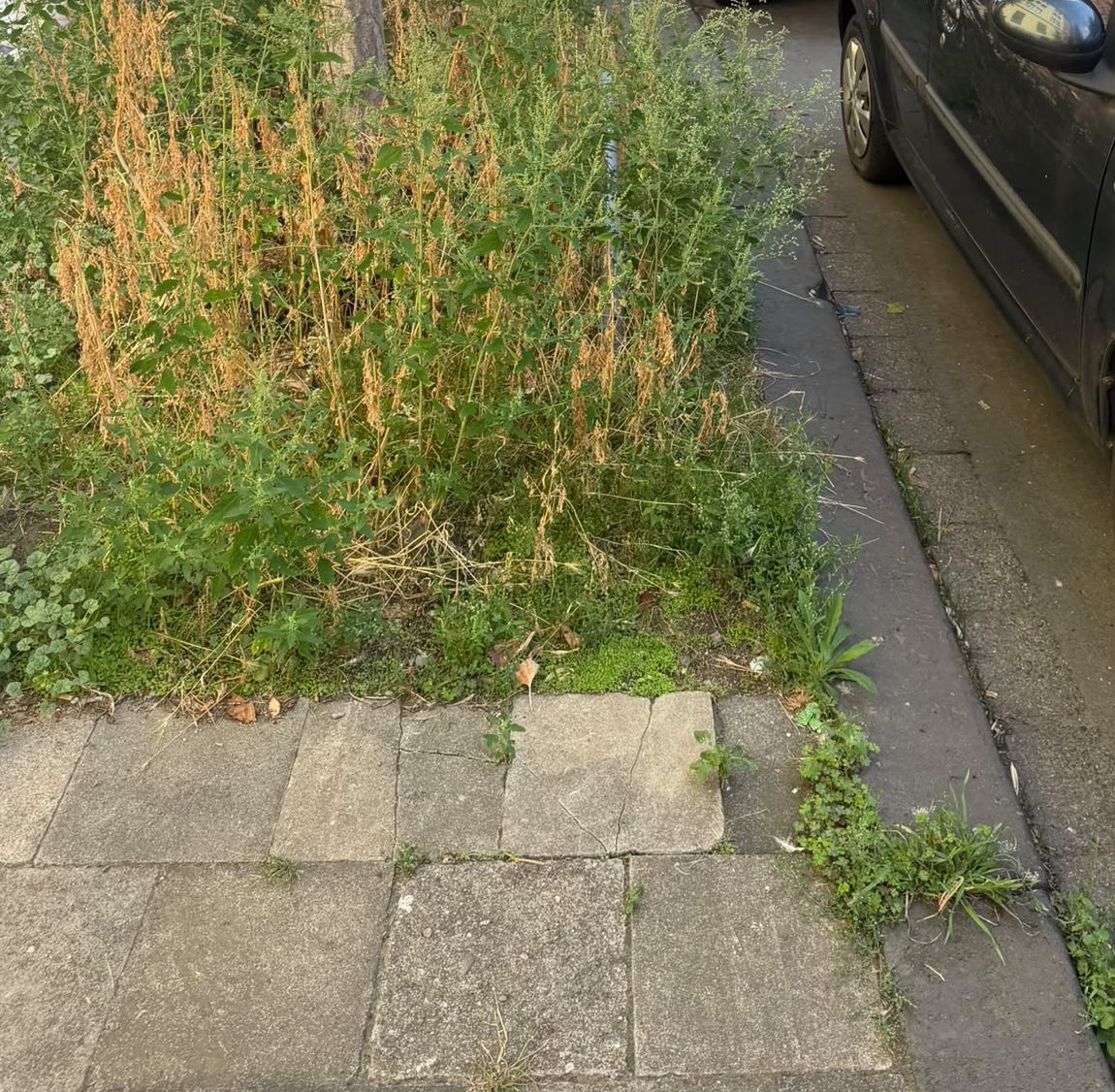 Baumscheibe vorher: hohes Unkraut an Baumscheibe und Gehwegrand, Düsseldorf-Unterbilk