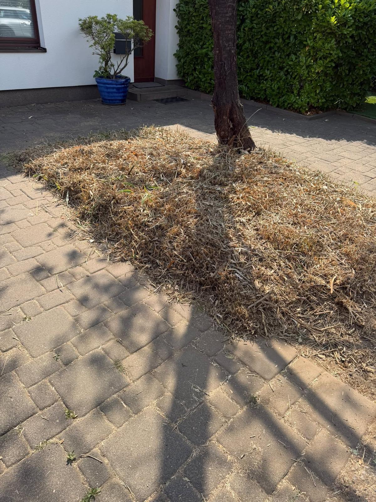 Grünfläche an einem Baum nach dem Rückschnitt mit Schnittgut vor einem Wohnhaus, Düsseldorf-Vennhausen