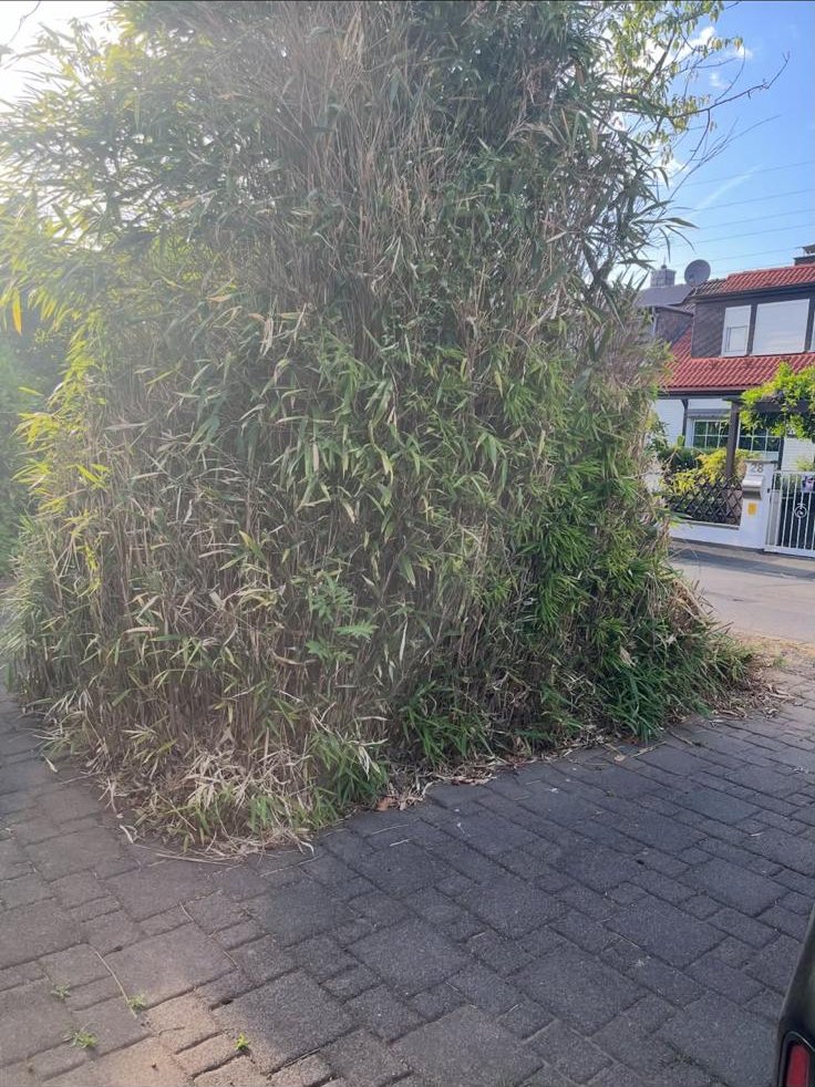 Stark zugewachsener Bewuchs an einem gepflasterten Gehweg vor dem Rückschnitt, Düsseldorf-Vennhausen