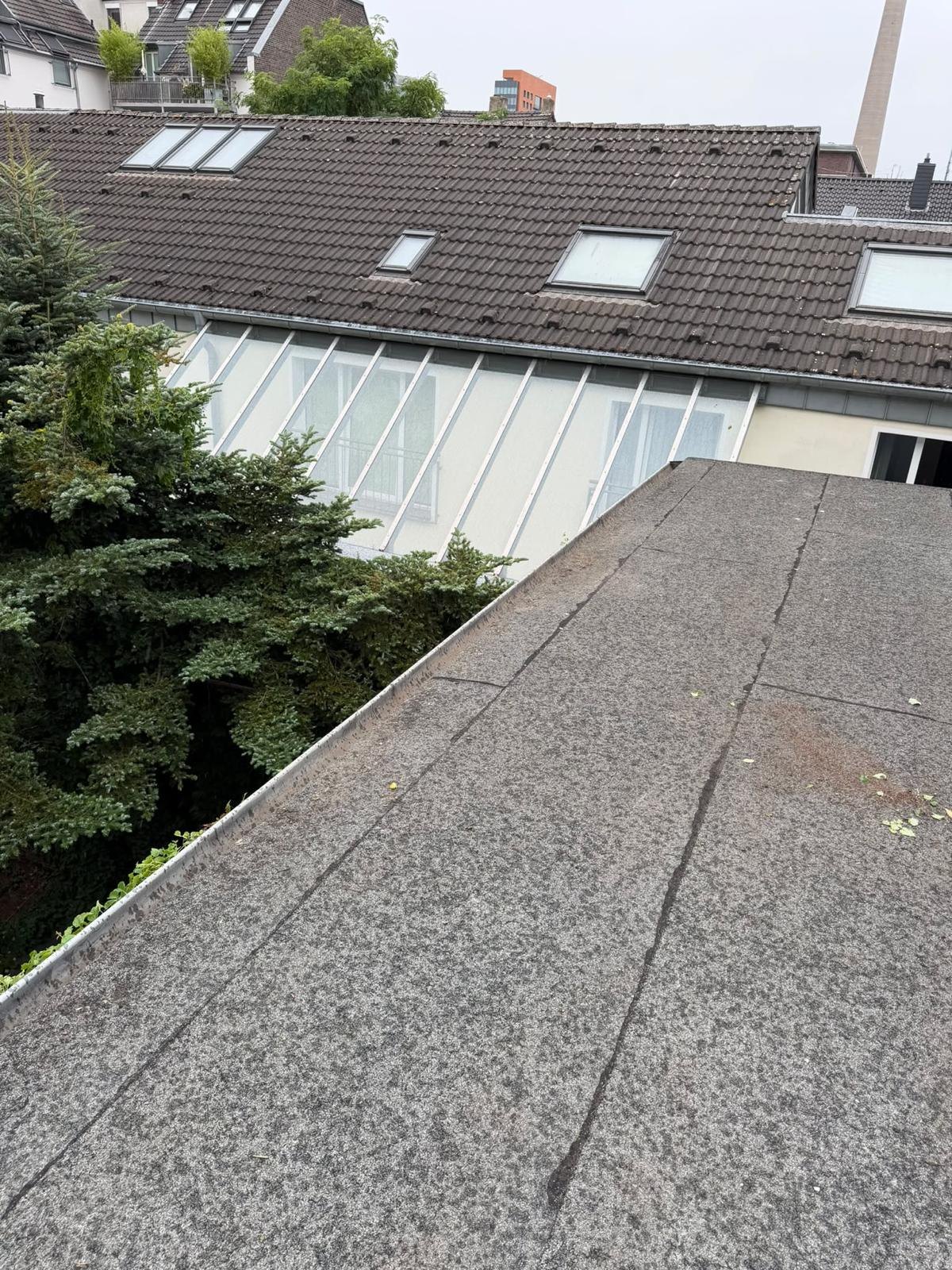 Flachdach nachher: Bewuchs entfernt, Dachkante frei, Düsseldorf-Unterbilk