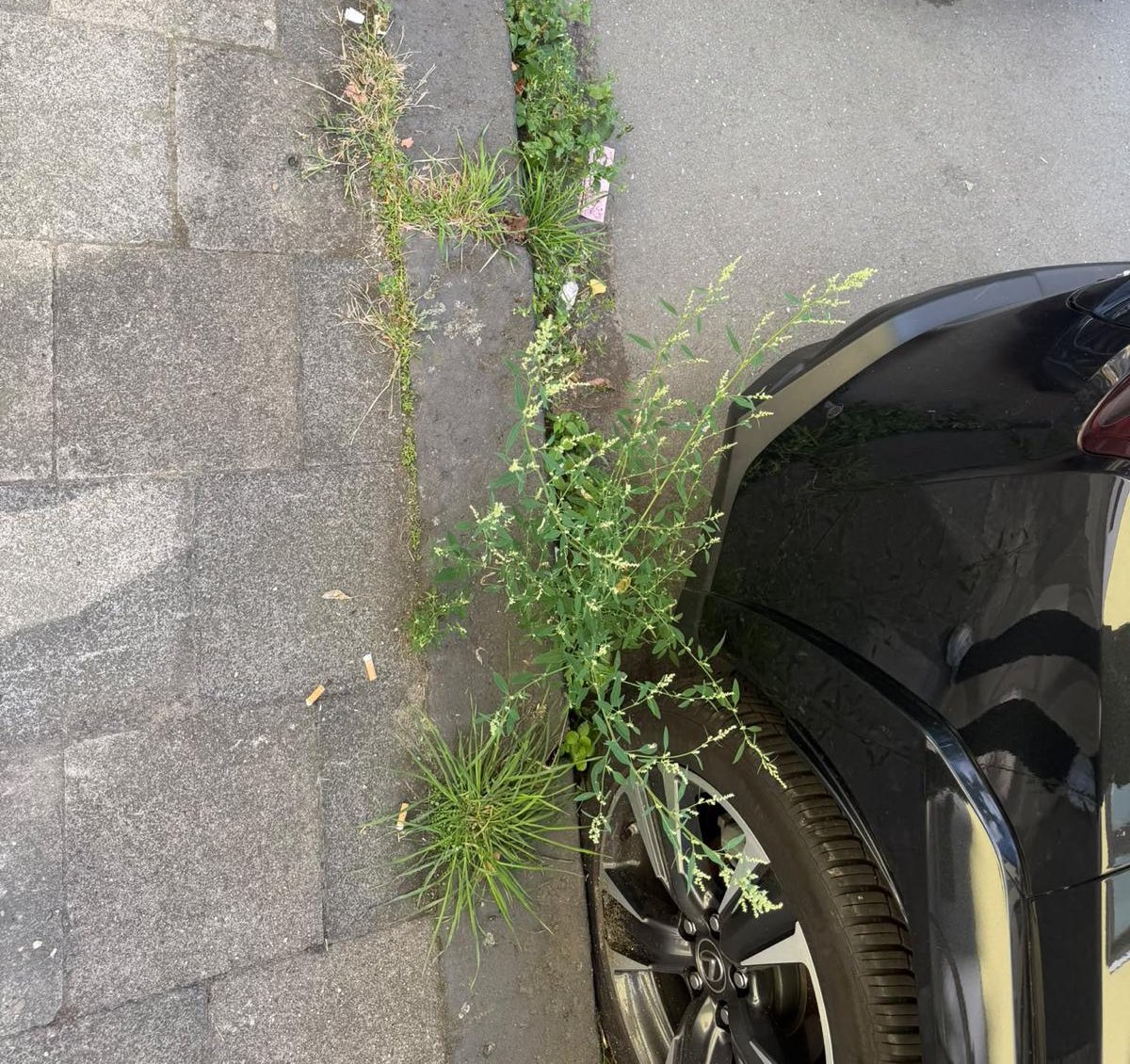 Unkraut in den Fugen von Gehweg und Rinnstein vor der Pflege, Düsseldorf-Unterbilk